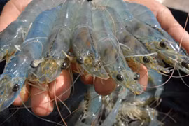 Australia increases shrimp import from Vietnam