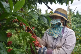 Improving coffee quality essential to expand exports to EU