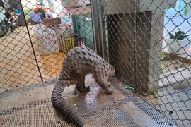 Endangered sunda pangolin released into wild in Thua Thien-Hue
