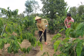 Sustainable landscape project launched for Central Highlands provinces