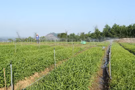 Hanoi turns to green, effective agricultural production