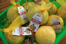 First lot of Tan Lac red-flesh grapefruit exported to UK