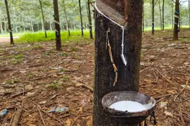 Vietnam’s rubber exports rise sharply 