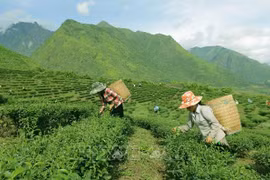 Policy reform aims to promote socio-economic development in ethnic minority-inhabited, mountainous areas