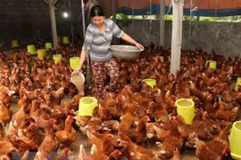 Top 10 reputable feed companies announced