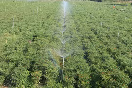Dong Thap to turn more rice fields into growing higher value crops