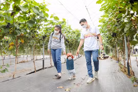 Hanoi promotes eco-agriculture in combination with tourism