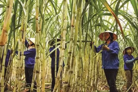 Sugar industry targets to restore cane output