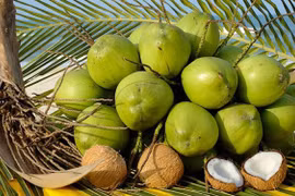 Ben Tre seeks ways to boost coconut product export