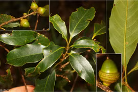 Swiss fund sponsors conservation of Lam Dong’s endemic oak species