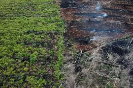 Indonesia, US partner in reducing forestry carbon emissions