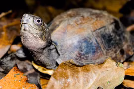 70 turtles released to nature