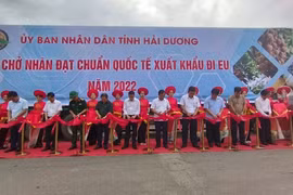 Hai Duong harvesting longan for exports