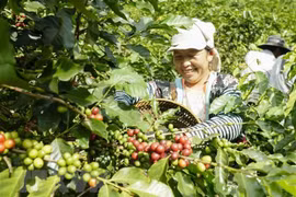 Vietnamese, German coffee firms advised to fully tap EVFTA 