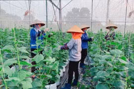 Farmer Support Fund works as lever for economic development in Bac Ninh 
