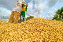 10,000 Mekong Delta households benefit from German-funded rice value chain project