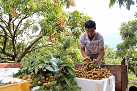 Son La longan to be served on Vietnam Airlines flights