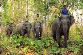 Dak Lak spends more than 2.2 million USD to end elephant rides