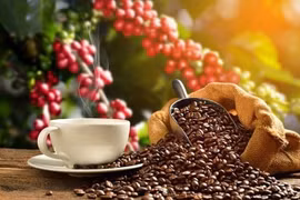 Vietnam Specialty Coffee Competition 2022 kicks off