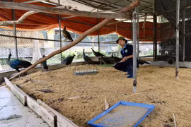 Hanoi centre rescues over 770 wild animals