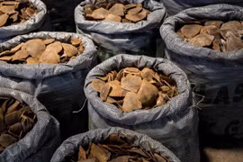 Four smugglers of pangolin scales jailed