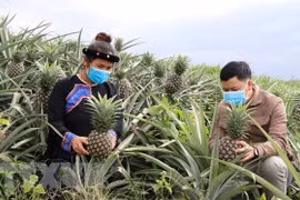 WB, Japan support greater access to legal services for the poor in Vietnam