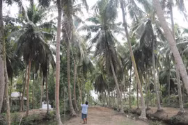 Tra Vinh to improve value for coconuts, meet export requirements
