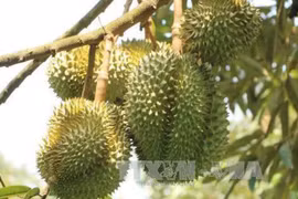Chinese customs highly value Vietnamese durian growing areas