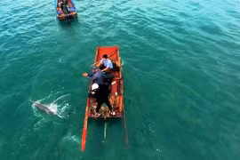 Quang Ninh: Stranded dolphin rescued in Co To