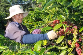 Room remains for Vietnam’s coffee exports to Algeria