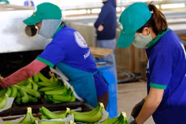 Vietnam, China negotiate phytosanitary requirements for fruit exports