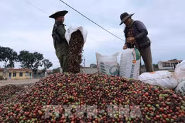 New Zealand remains promising market for Vietnam's exports: Insiders
