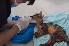 Two rare Owston's palm civets rescued in Ninh Binh