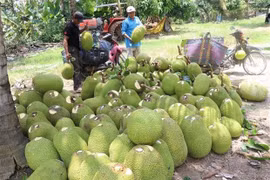 Vietnamese farm produce seek to conquer Netherlands, Northern Europe 