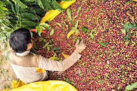 Much room for Vietnam’s coffee export to Japan: newspaper
