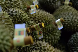 Lam Dong ships its first 70 tonnes of durian to China