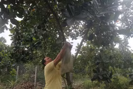Tien Giang expands area under fruits
