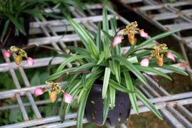 Three endangered orchid species successfully propagated