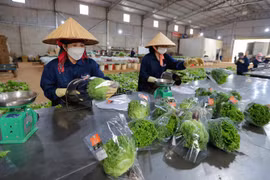 Da Lat vegetables exported to Singapore, RoK