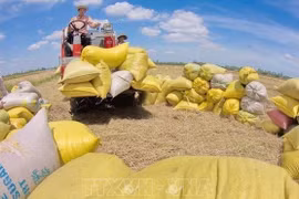 Agricultural sector persists with 50 billion USD export target