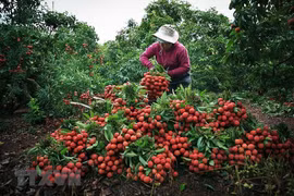 Bac Giang looks to boost “Thieu” lychee sales in high-standard markets