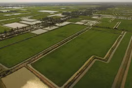 Ca Mau to grow other crops on 2,000ha of rice fields