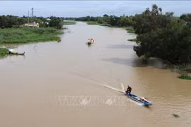 Mekong Delta region forecast to suffer highest salinity level in February, March