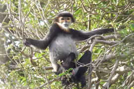 Endangered animals to be protected in Quang Ngai, Dong Nai provinces
