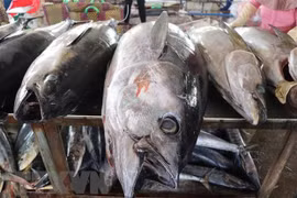 Tuna, squid, octopus export sets new records