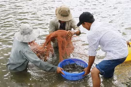 Ben Tre targets to earn 1.2 billion USD from shrimp exports by 2025