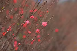 Nhat Tan peach village blooms ahead of Tet