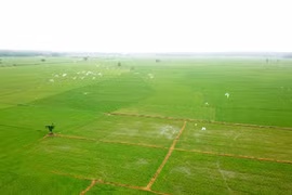 Tien Giang province expands organic rice cultivation