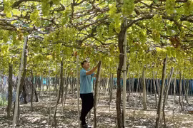 Ninh Thuan province develops brand names for agricultural products