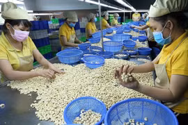 Vietnamese firms regain ownership of all 100 cashew nut containers in Italy scam